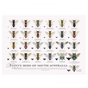 Native Bees of South Australia Poster