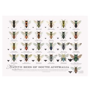 Native Bees of South Australia Poster | A2 Unframed