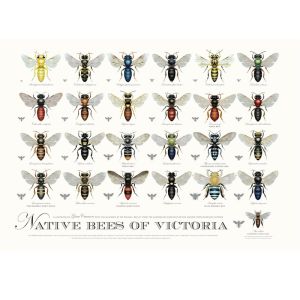 Native Bees of Victoria Poster | A2 Unframed