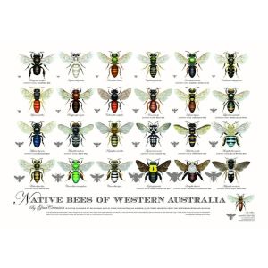 Native Bees of Western Australia Poster | A2 Unframed