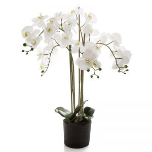 Orchid in Paper Pot | White