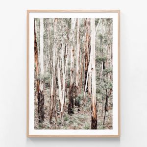Otway Forest  | Framed Print | 41 Orchard