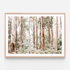 Otways | Framed Print | 41 Orchard