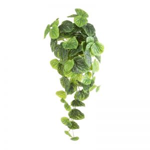 Peperomia Hanging Bush Real Touch x 6 bushes
