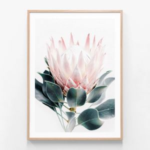 Protea | Framed Print | 41 Orchard