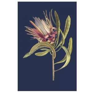 Protea in Blue | Art Print