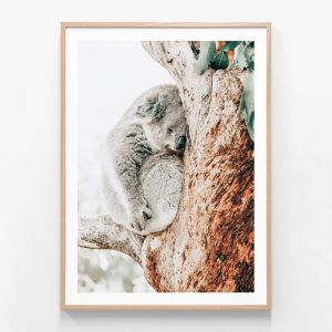 Resting Koala | Framed Print | 41 Orchard