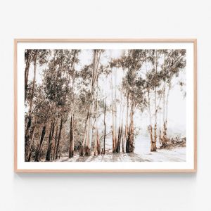 Riverbank Gums | Framed Print | 41 Orchard