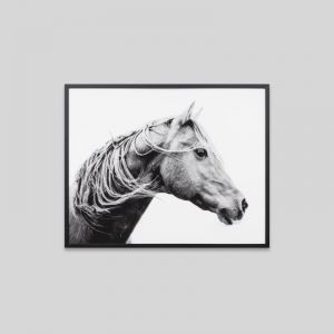 Roaming Brumby | Framed Photographic Print