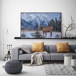 Rocky Mountain Elk | Photographic Art Print by Sharyn Coffee
