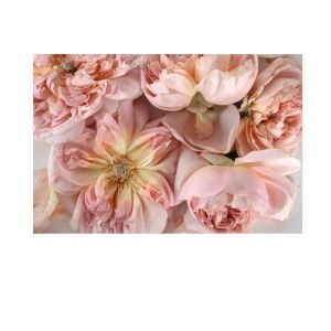 Rose Art | Soft Pink Floral Artwork | Limited Edition Print by Antuanelle