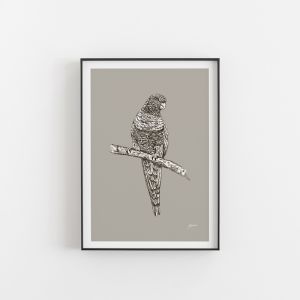 Rosella in Pine Cone | Unframed Art Print