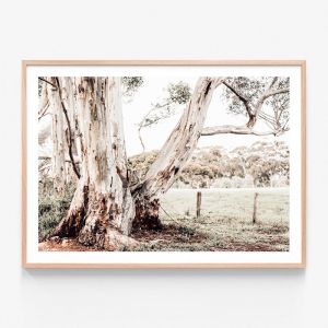 Rural Australia  | Framed Print | 41 Orchard