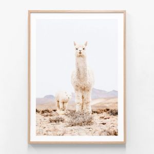 Snow Llama | Framed Print | 41 Orchard