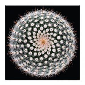 Spirograph | Prints and Canvas by Photographers Lane