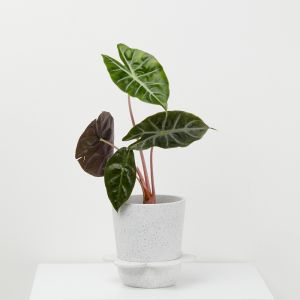 Spring Pot | White/Agave Speckle | Capra Designs