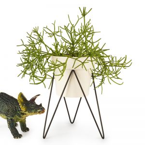 Sprout | Mini Plant Stand