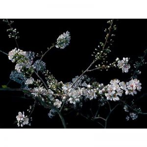 Still Life with Blossom | Giclee Art Print by Chris Beaumont
