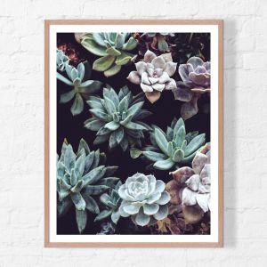 Succulent | Framed Print | Artefocus