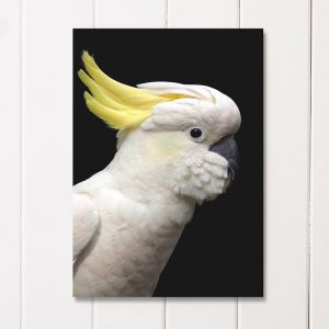 Sulphur-Crested Cockatoo | Unframed A3 Print by Amelia Anderson