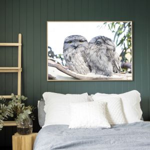 Tawny Frogmouths | Framed Photograph by Amelia Anderson