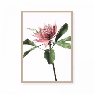 The Waratah | Framed Print by Arthouse co