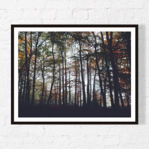 Through the Canopy | Framed Print | Artefocus