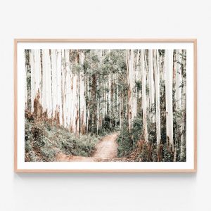 Through The Forest | Framed Print | 41 Orchard