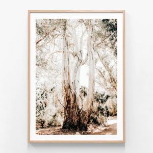 Towering Gum | Framed Print | 41 Orchard