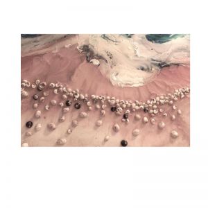 Venus Seashells | Ocean Seashells | Limited Edition Print by Antuanelle