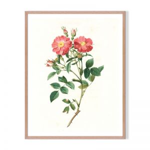 Vintage Botanical 6 | Framed Art Print | Artefocus