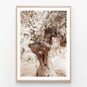 Vintage Grove | Framed Print | 41 Orchard