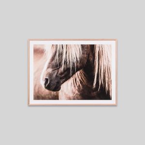 Wandering Pony | Framed Photographic Print