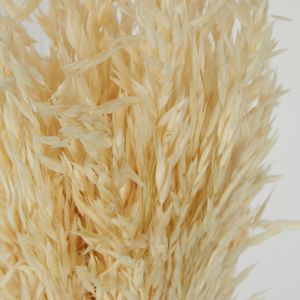 Wheat Preserved Bunch | Cream