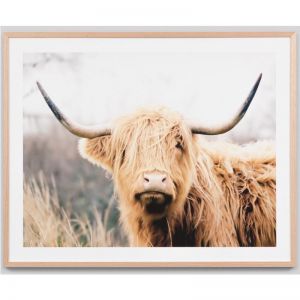 Woolly Bovinae | Framed Photographic Print