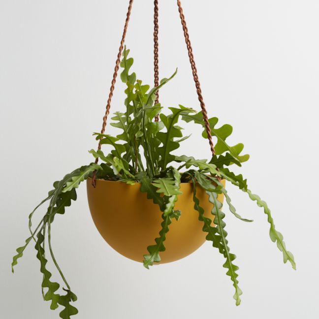 Dome Hanging Pot | Golden | Capra Designs