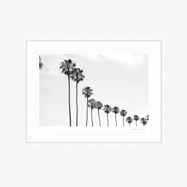 La Jolla Palms | Fine Art Print | by PHOLIO