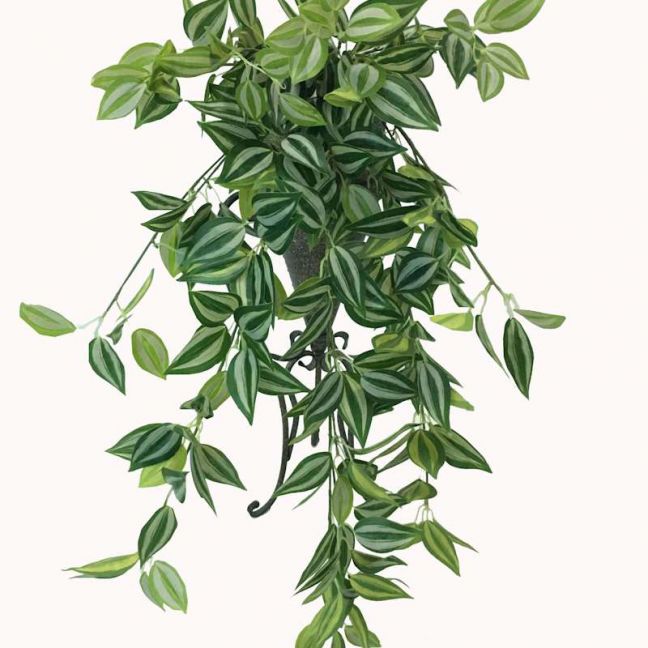 Mixed White and Green Hanging Philodendron Bush | 80cm