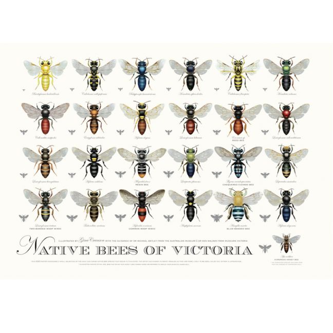 Native Bees of Victoria Poster